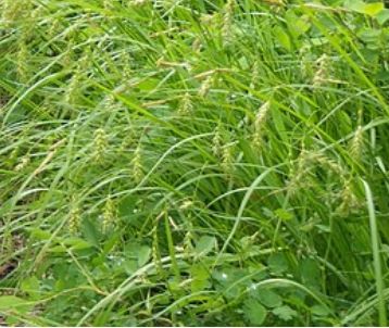 Carex sprengelii (beaked sedge)