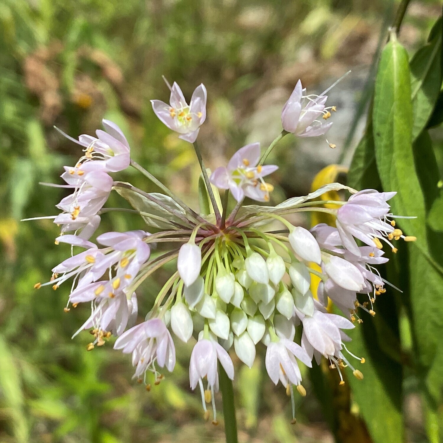 Allium cernuum (nodding onion)
