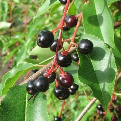 Prunus serotina (Black cherry)