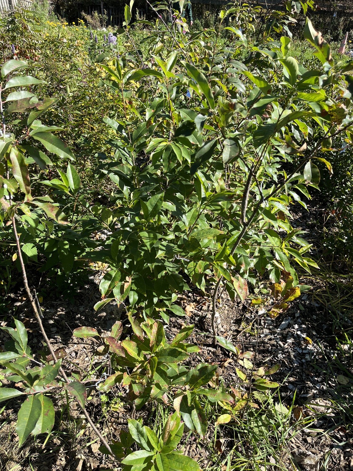 Prunus serotina (Black cherry)