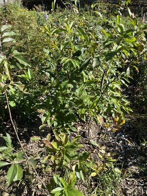 Prunus serotina (Black cherry)