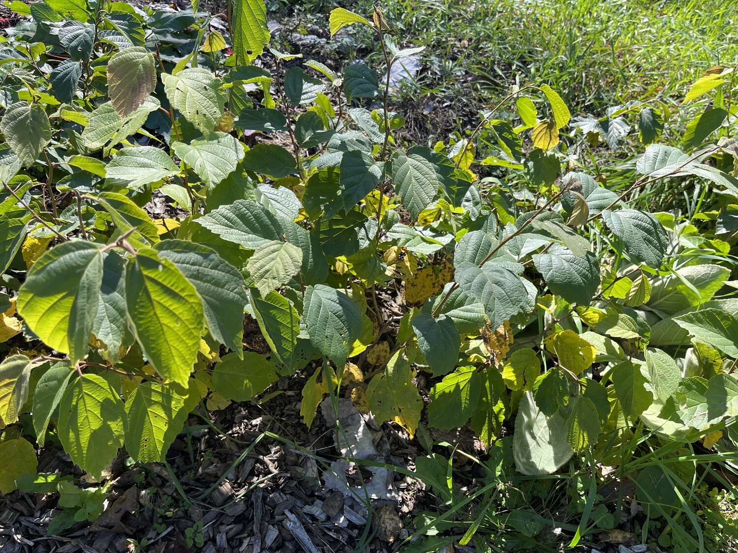 Hamamelis virginiana (witchhazel)