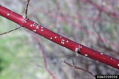 Cornus sericea (red twig or red osier dogwood)