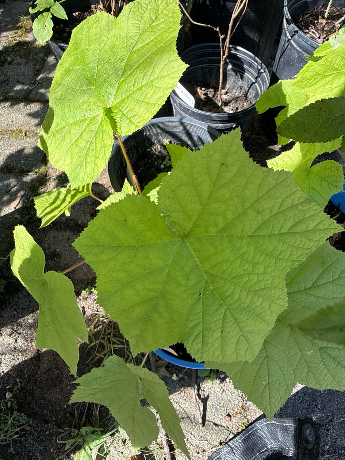 Rubus odoratus (purple-flowering raspberry)