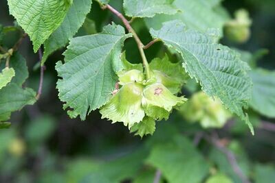 Corylus americana (American hazelnut)