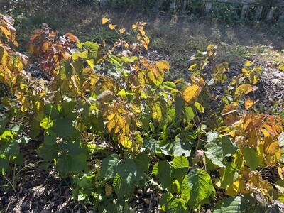 Corylus americana (American hazelnut)