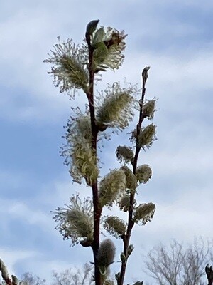 Salix discolor (pussy willow)