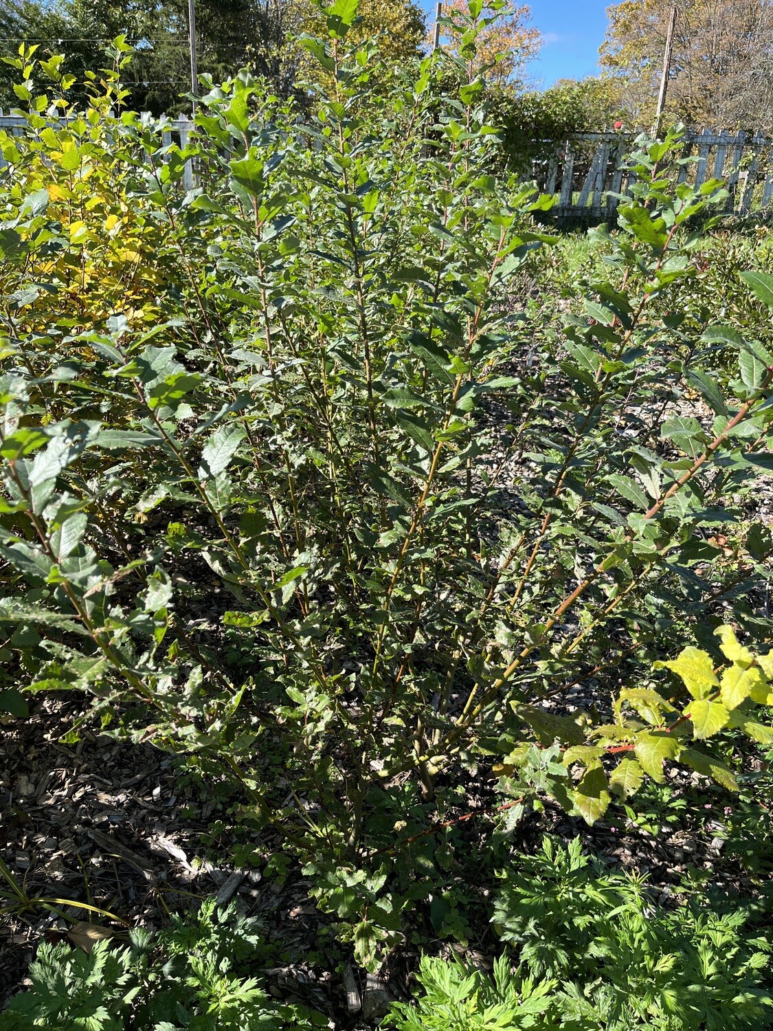 Salix discolor (pussy willow)