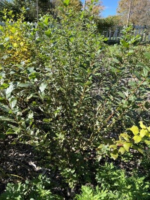 Salix discolor (pussy willow)