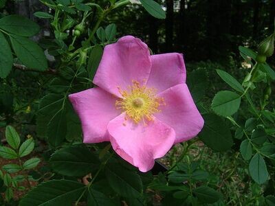 Rosa virginiana (Virginia rose)