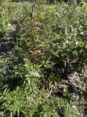 Rosa virginiana (Virginia rose)