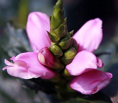 Chelone lyonii "Hot Lips"  (pink turtlehead)