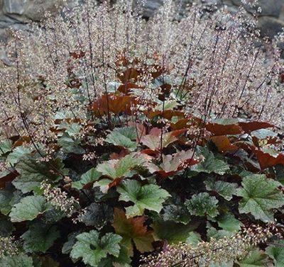 Heuchera villosa "Bronze Wave" (hairy alumroot)
