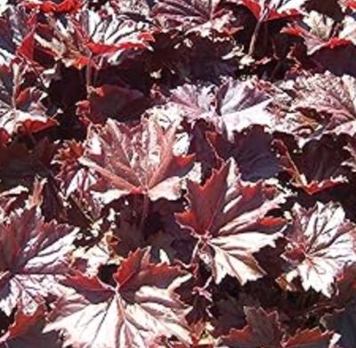 Heuchera villosa "Bronze Wave" (hairy alumroot)