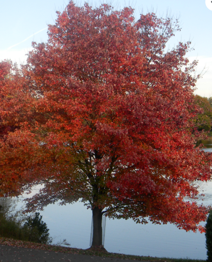 Acer rubrum (red maple)