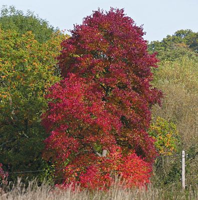 Acer rubrum (red maple)