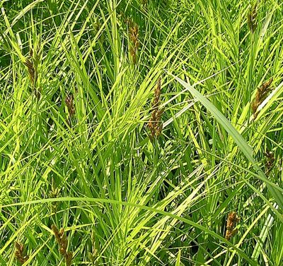 Carex Muskugemensis (palm Sedge)