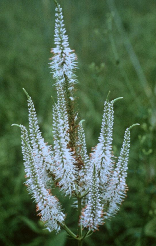 Veronicastrum virginicum (Culver's root)