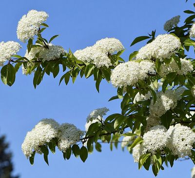 Viburnum prunifolium (blackhaw viburnum)