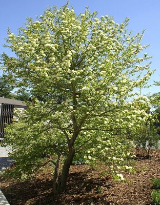 Viburnum prunifolium (blackhaw viburnum)