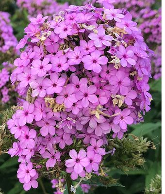Phlox paniculata "Jeana" (garden phlox)