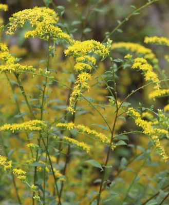 Solidago arguta (forest goldenrod)