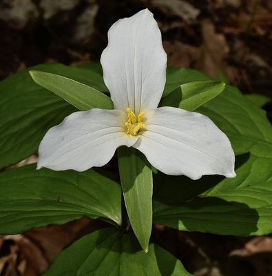Trillium grandiflorum (great white trillium)