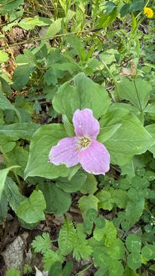 Trillium grandiflorum (great white trillium)