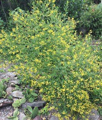Baptisia tinctoria (small yellow false indigo)