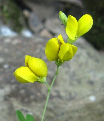 Baptisia tinctoria (small yellow false indigo)