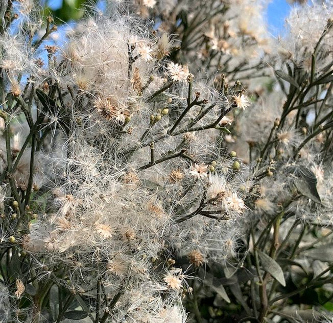 Baccharis halimifolia (Eastern baccharis)