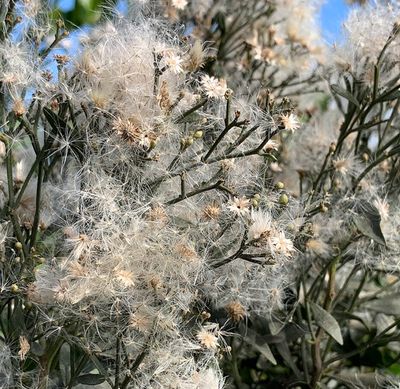 Baccharis halimifolia (Eastern baccharis)
