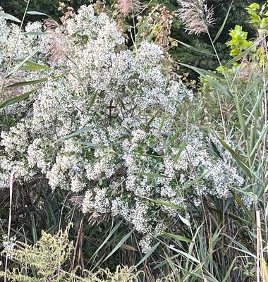 Baccharis halimifolia (Eastern baccharis)