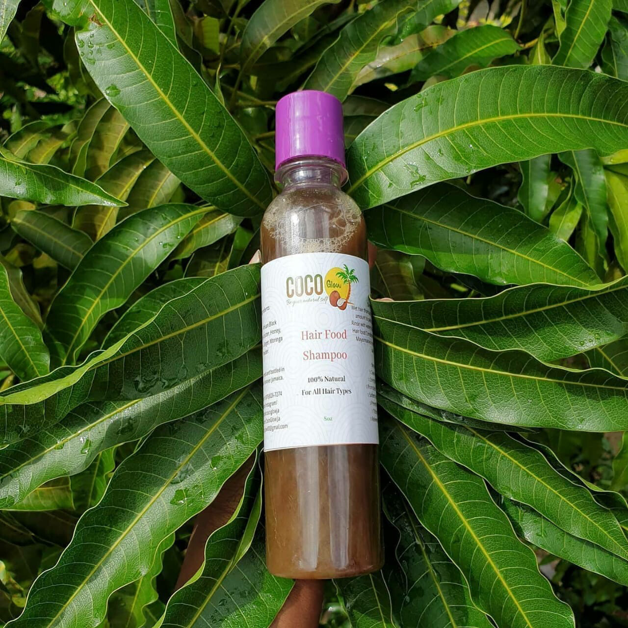 Hair Food Shampoo (8oz)
