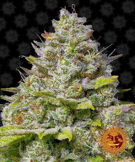 BLUE GELATO 41