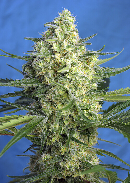 Jack 47 XL Auto