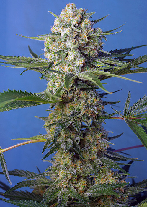 Crystal Candy F1 Fast Version