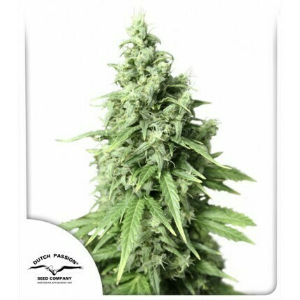 DP Auto Durban Poison