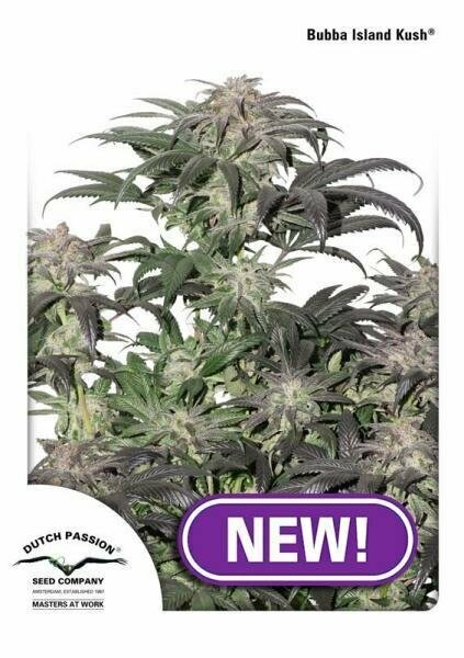 DP Bubba Island Kush 3pcs