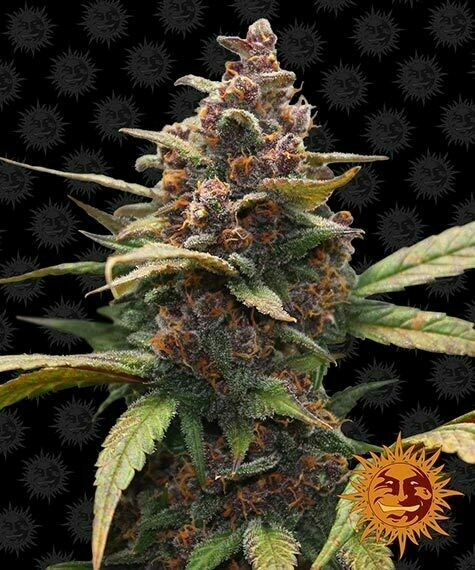 Barneys Farm AYAHUASCA PURPLE