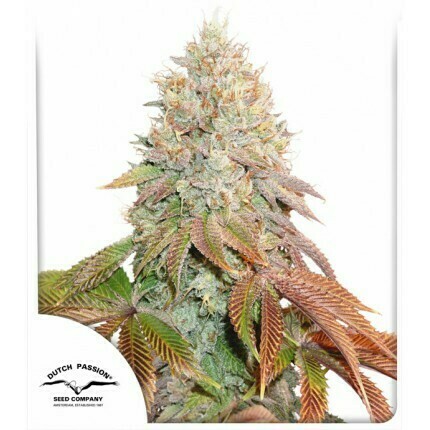 DP Auto Banana Blaze