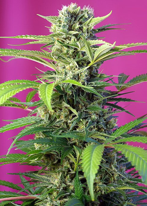 Chem Beyond Diesel® C.B.D.