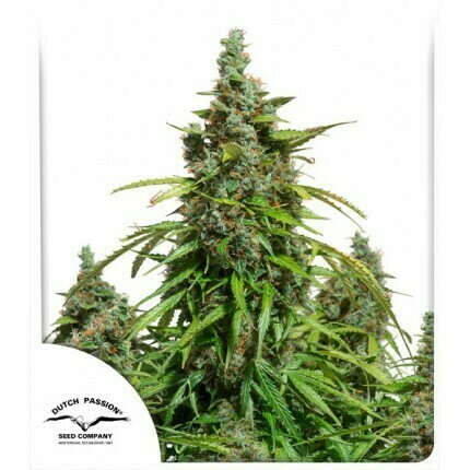DP Auto Mazar