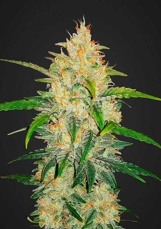 Zkittlez Auto 10pcs