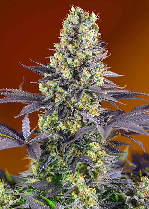 Sweet Zkittlez