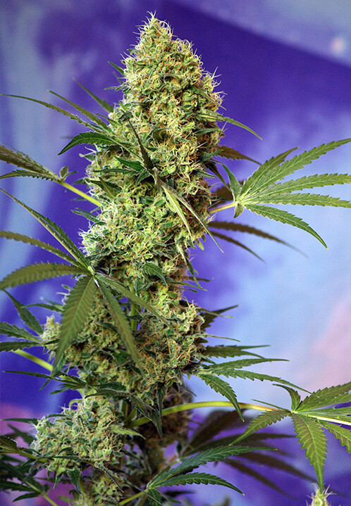 Big Devil Auto