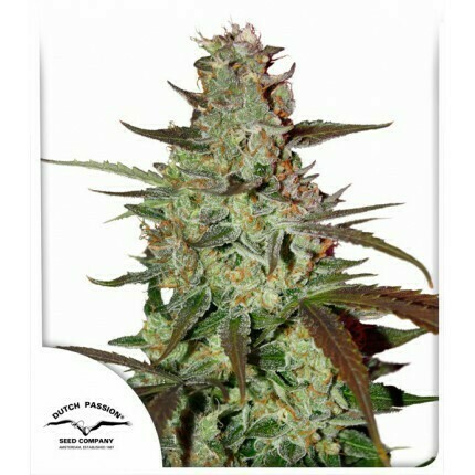 DP Blue Auto Mazar