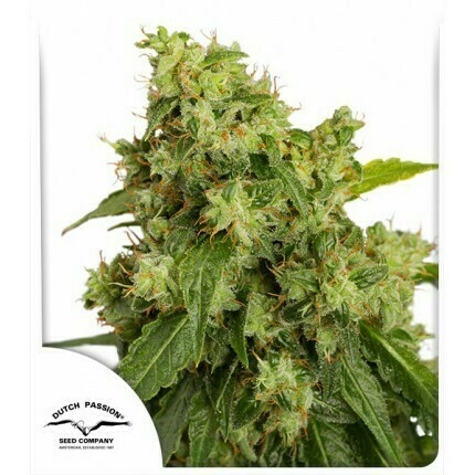 DP Auto Xtreme