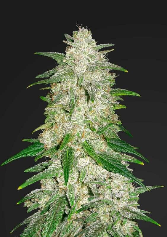 Gelato Auto 3pc