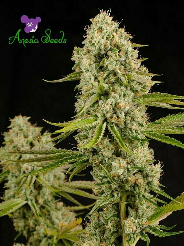 Hindu Kush, Landraces